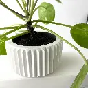 misprint-8311.webp