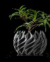 DSC03374-2.webp